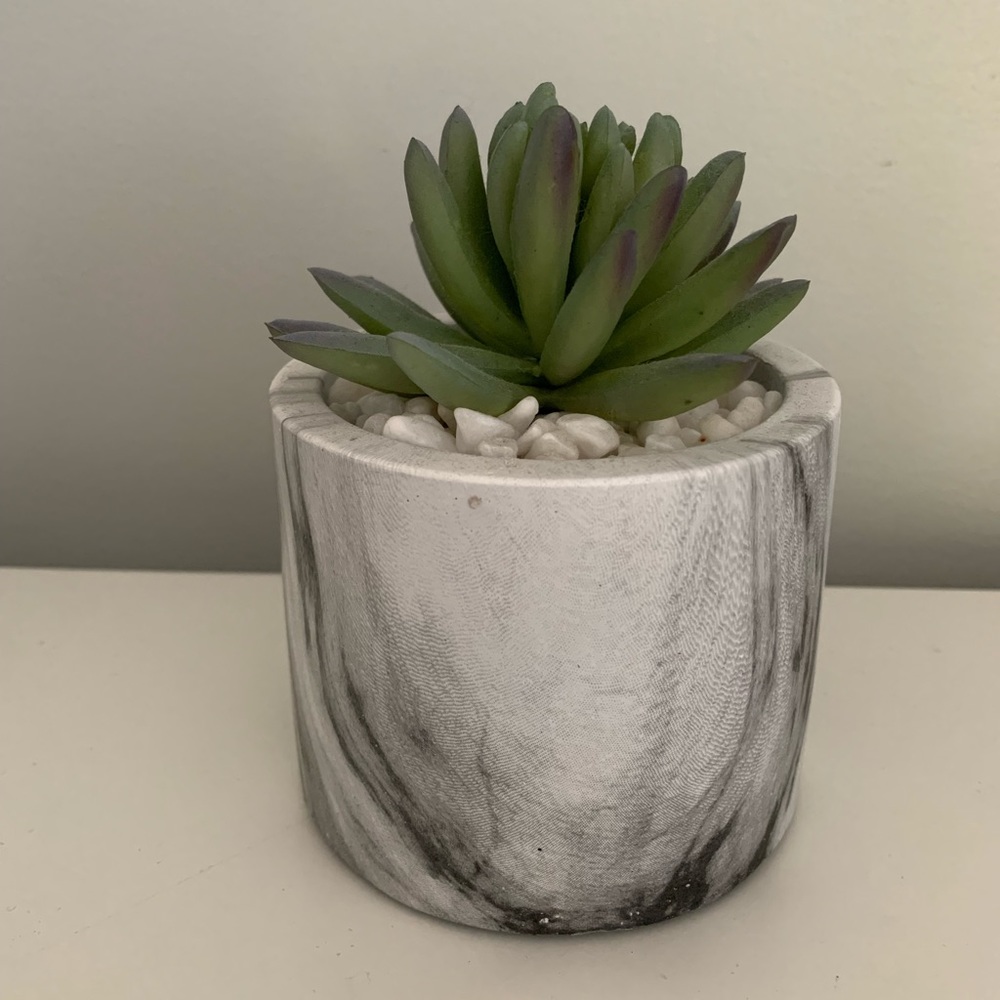 Decor Plant